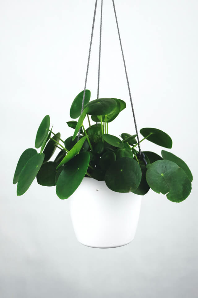Pilea Peperomioides - الصورة 2