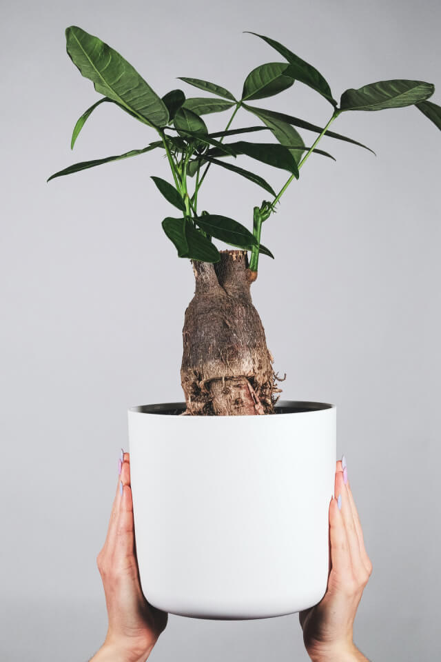 Pachira Braid - الصورة 2