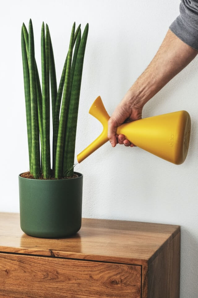 Euphorbia Ingens - الصورة 2